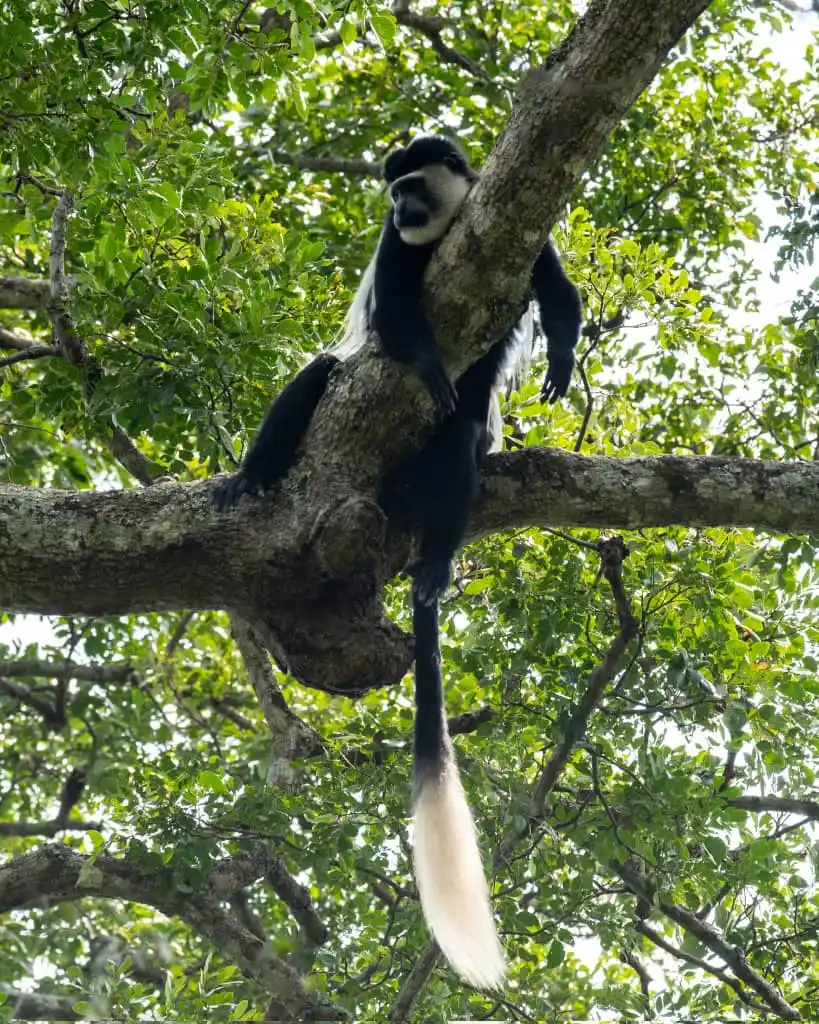 FaceOfUganda post
