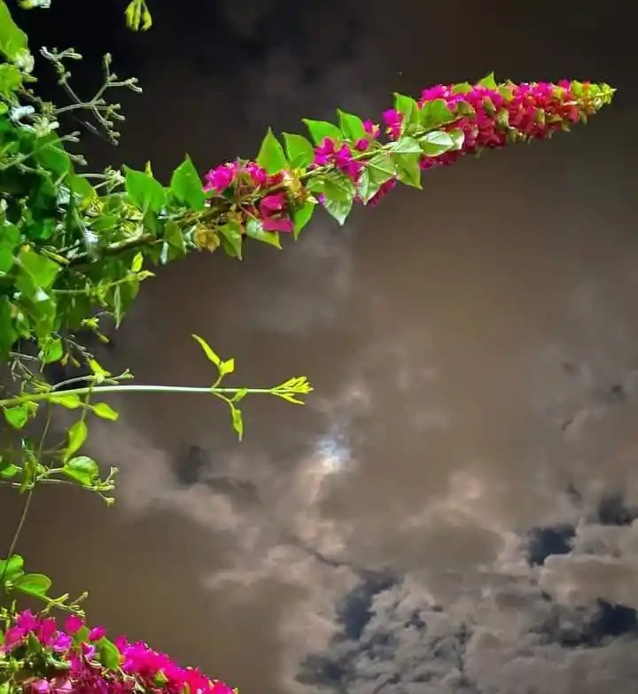 "حسبنا الله 🇵🇸 post