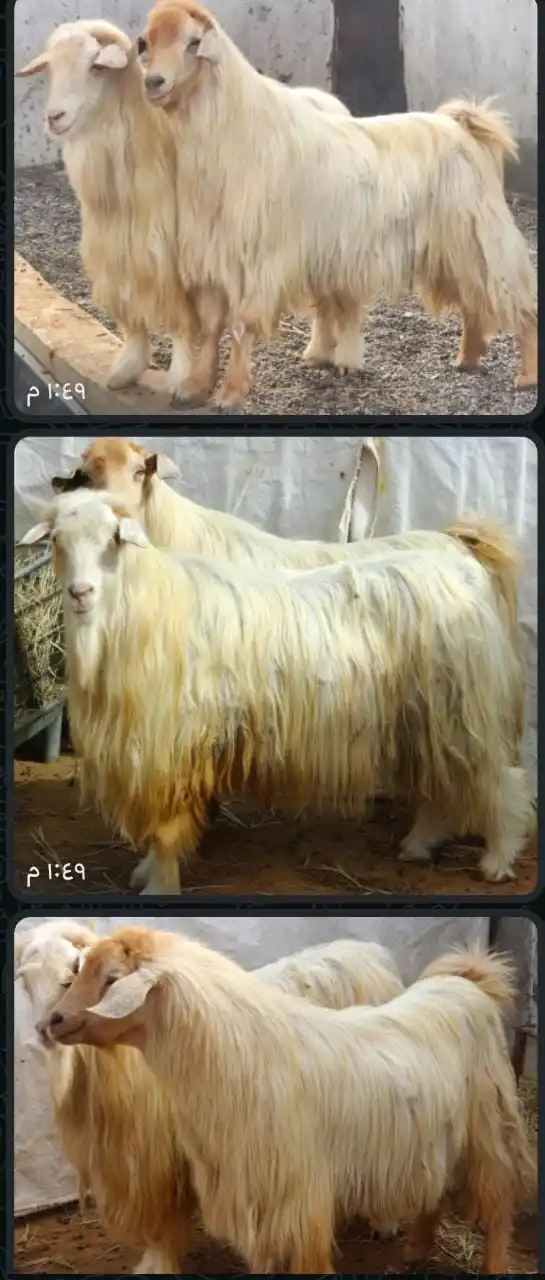 قناة مواشي عمان post