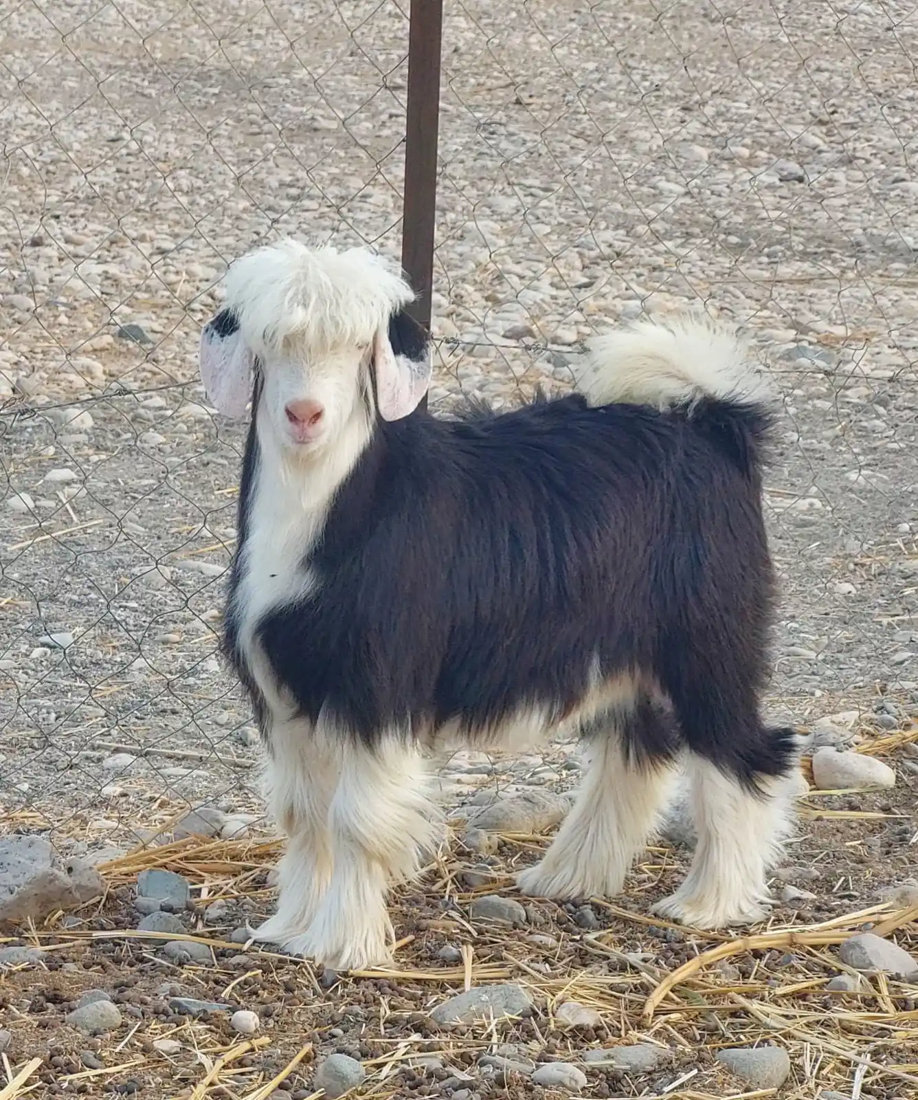 Image from قناة مواشي عمان: استماره بيع لمحبي نوادر الحلال الرحبي ماشاءالله تبارك الرحمن النو...