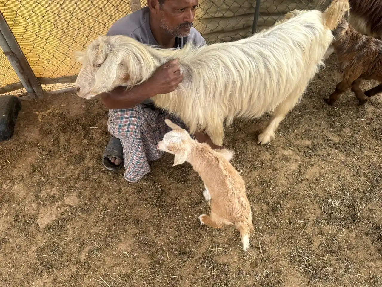 قناة مواشي عمان post
