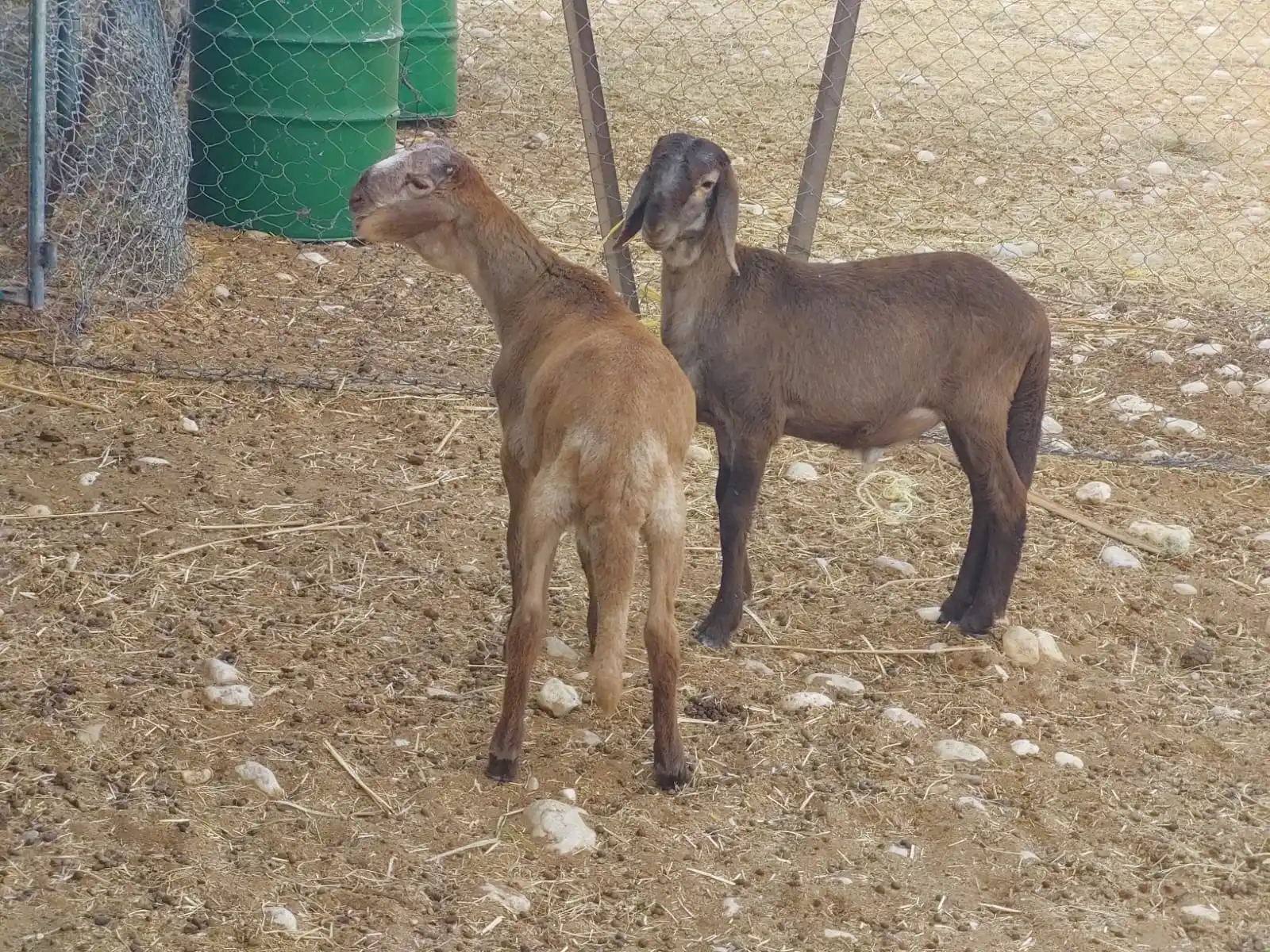 Image from قناة مواشي عمان: استماره بيع  ماشاءالله تبارك الرحمن  النوع:  كباشه  سودانيات سواكن  ال...