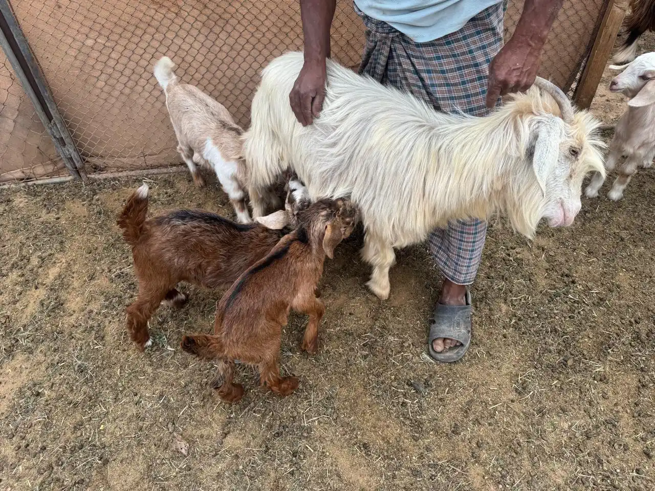 قناة مواشي عمان post