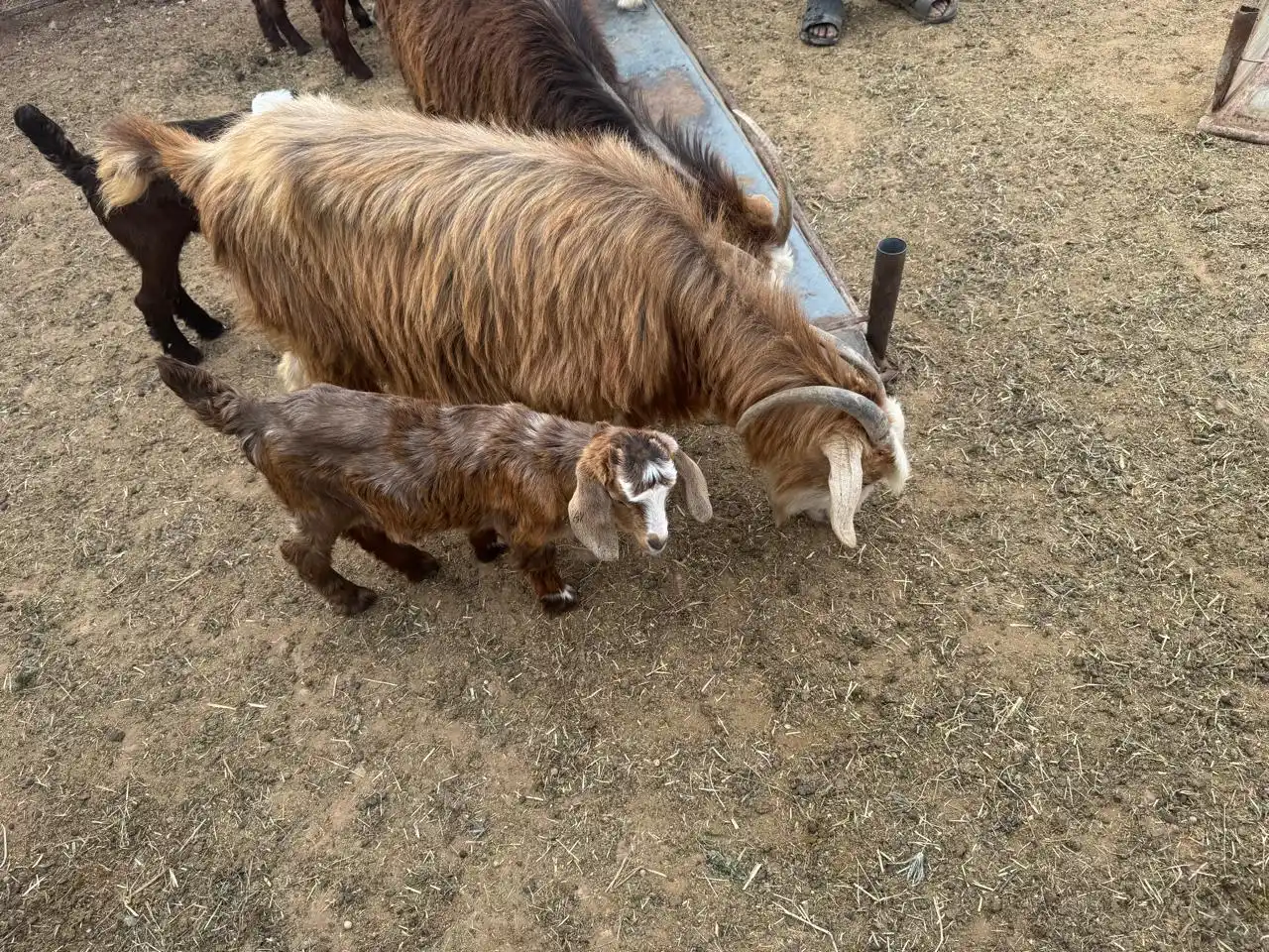 قناة مواشي عمان post