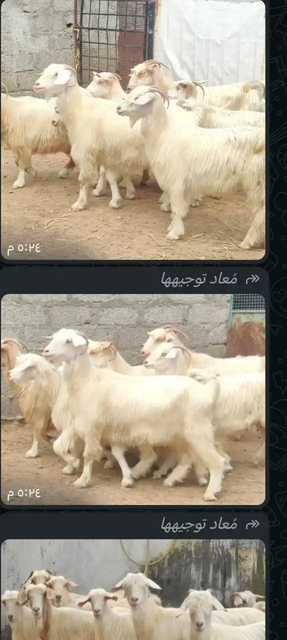 قناة مواشي عمان post