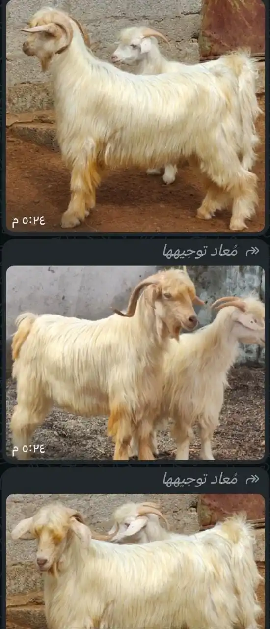 قناة مواشي عمان post