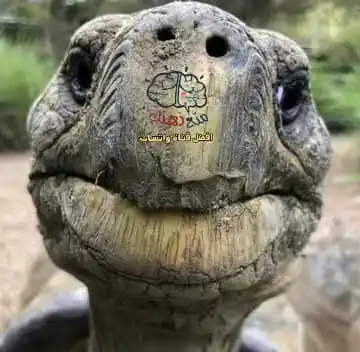 fatawaa فتاوى وأقوال فضيلة الشيخ عبد العزيز البرعي post