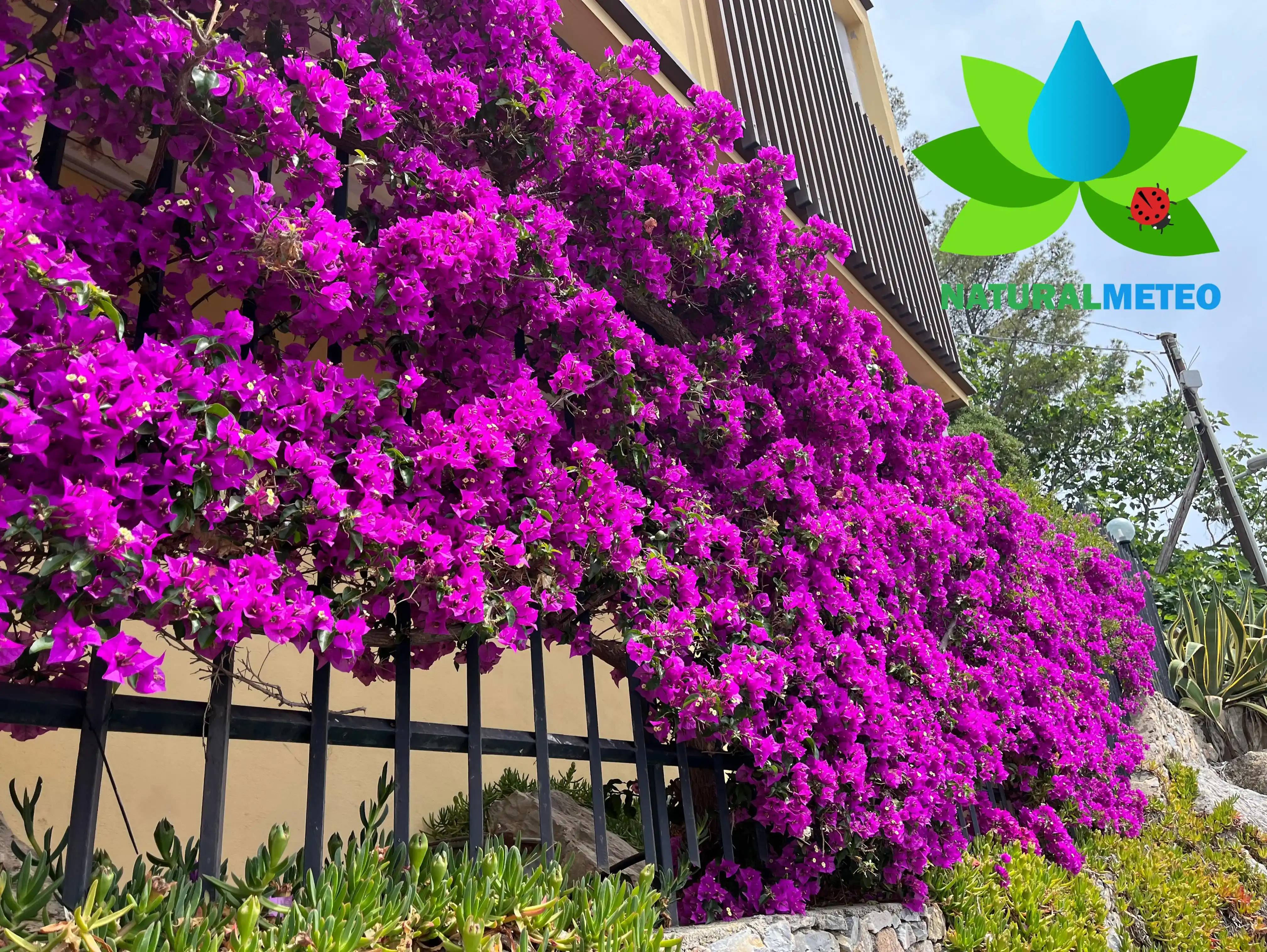 Image from NaturalMeteo: https://www.naturalmeteo.it/bougainvillea-caratteristiche-coltivazione...