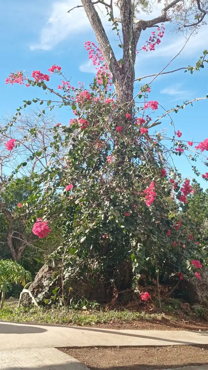 🇳🇮El Salvador 🇳🇮 post