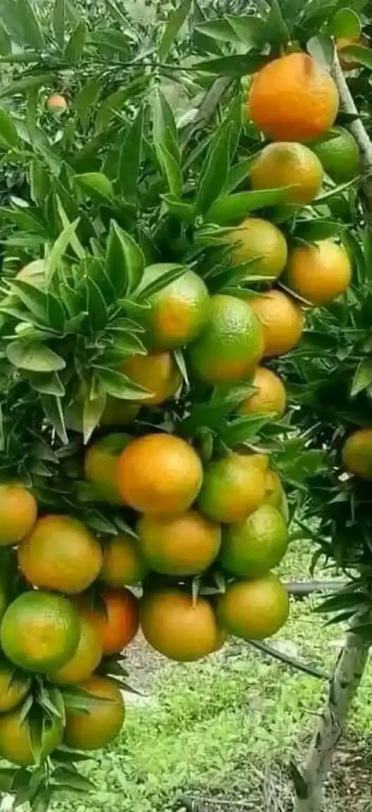 Nile Feeds and Cereals Supplies post