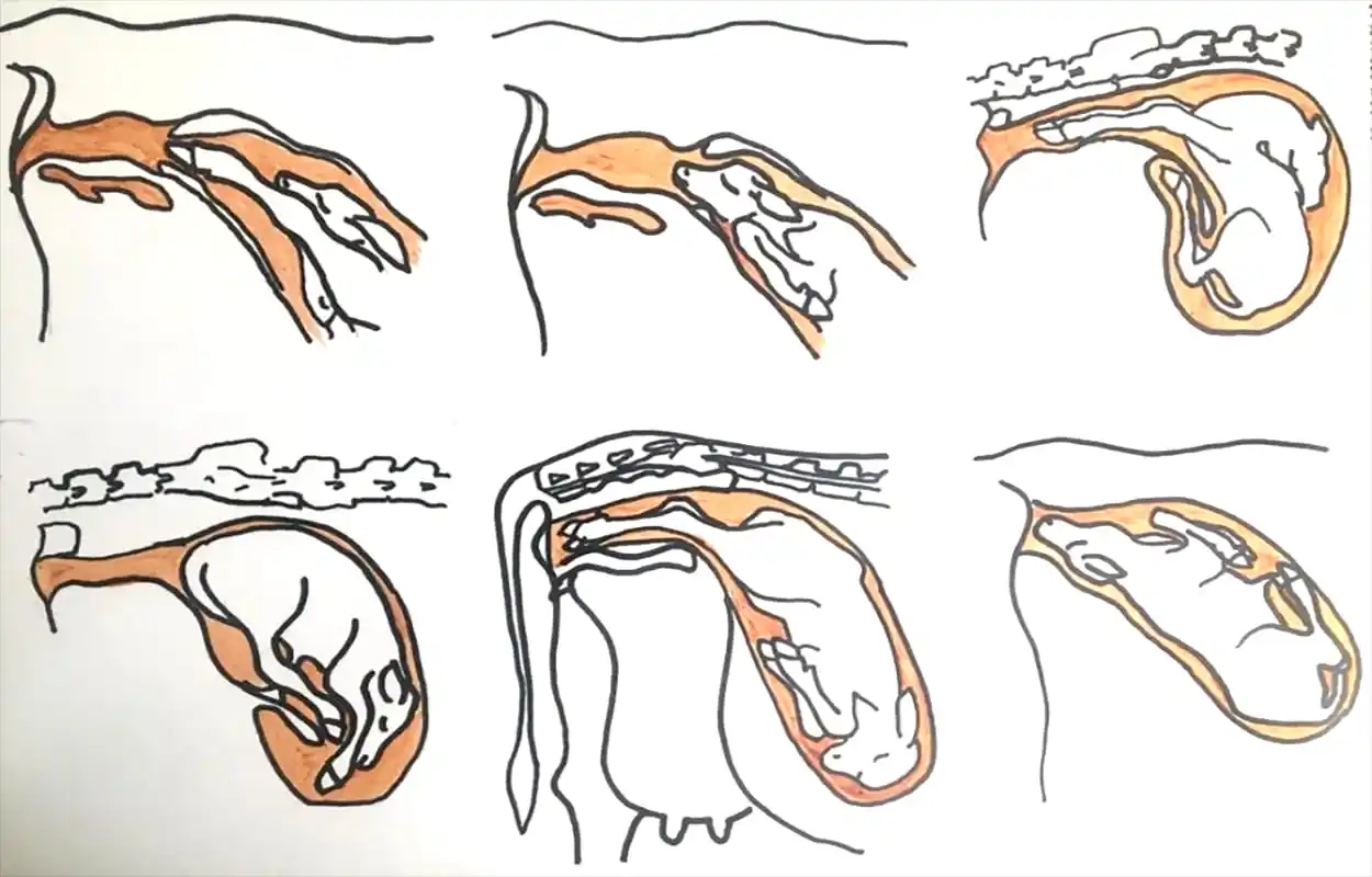 Image from Nile Feeds and Cereals Supplies: ✨️✨️MAIN CAUSES OF COW ABORTION ✨️✨️🐄🐄🐄🐄🐄🐄🐄🐄🐄🐄 Cow abortion...
