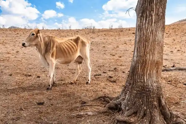 Image from Nile Feeds and Cereals Supplies: ✨️✨️HOW TO GET THROUGH IN TIMES OF HIGH PROLONGED DROUGHT ✨️✨️✨️✨️ Du...