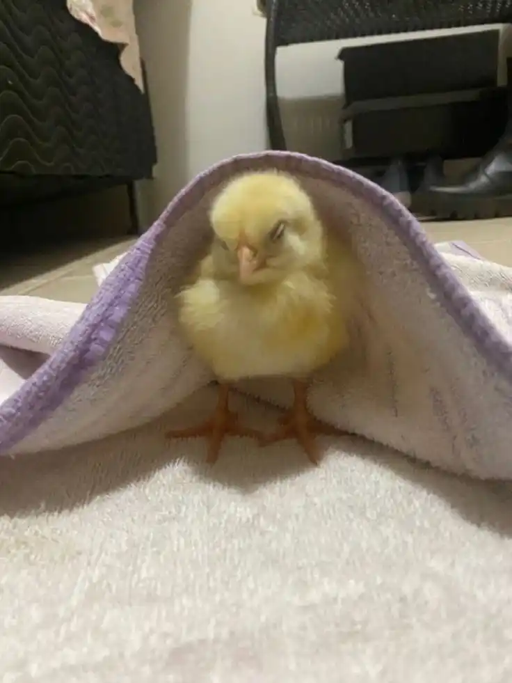 وَصيةُ الࢪسولِﷺ post