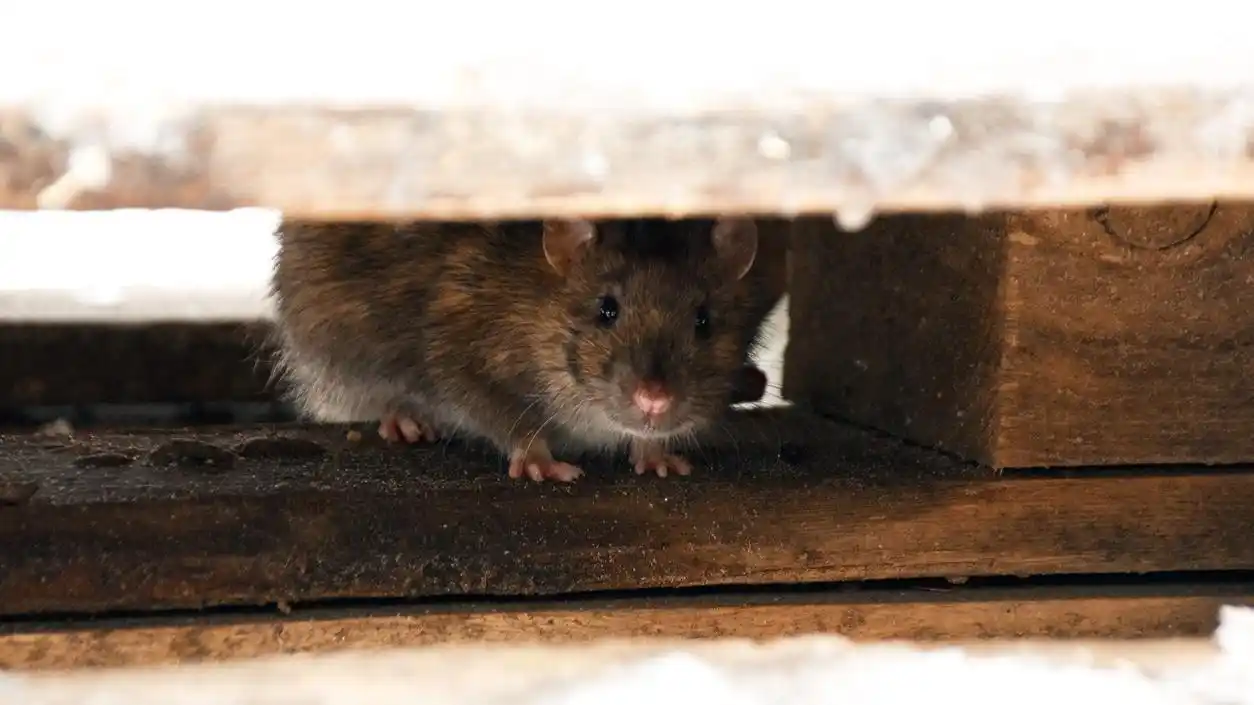 Pest Control And Fumigation Services post