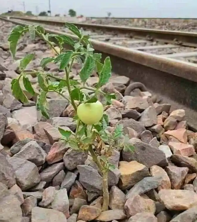 RAZA E MUSTAFAﷺ post