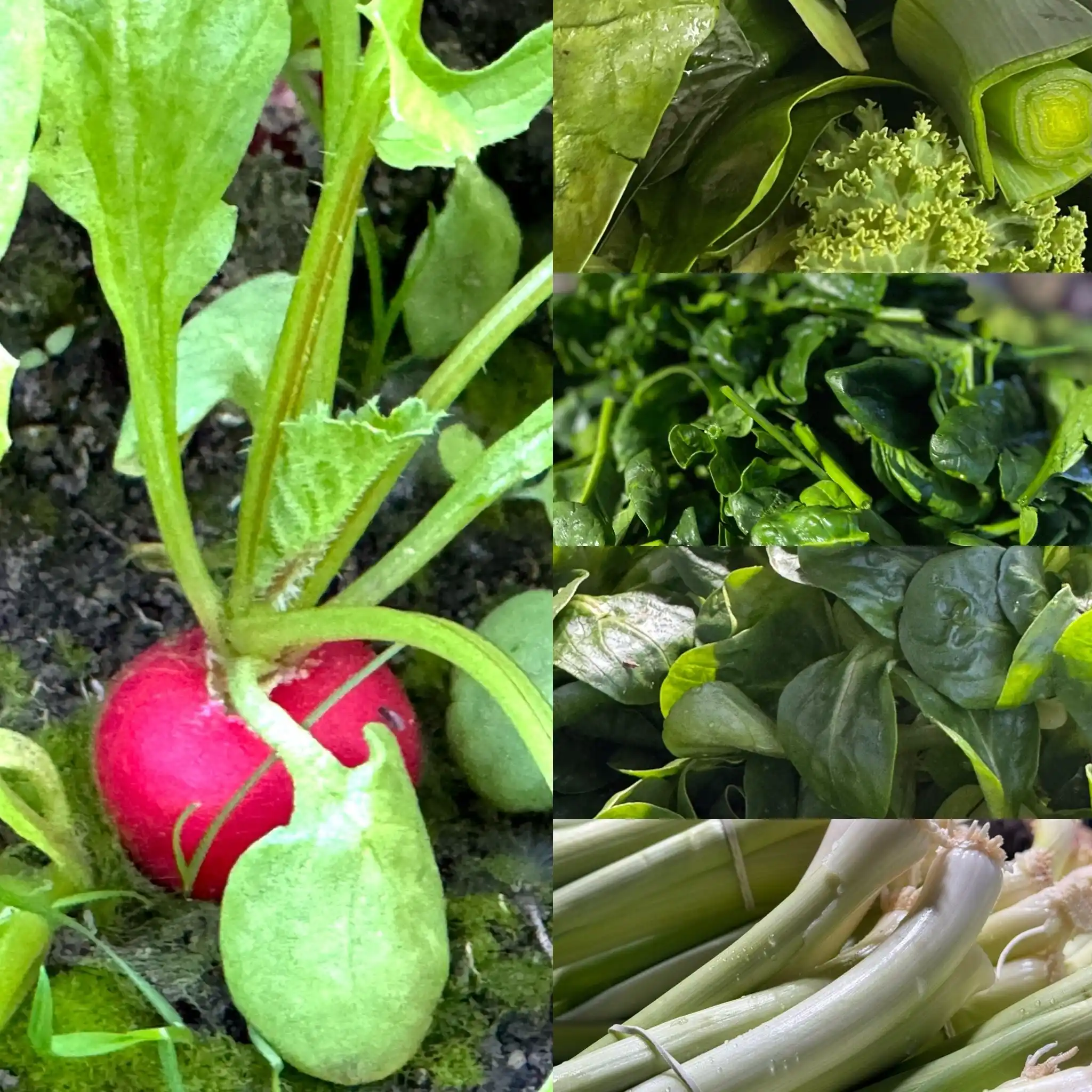 Reitzer’s Gemüsehof  post