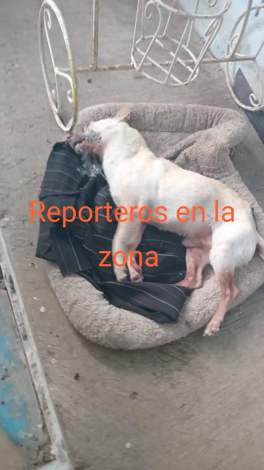Reporteros En La Zona🚨🎥📡📸 post