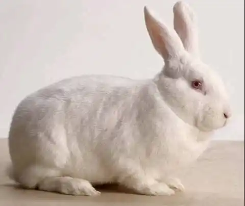 Image from RwandaRabbit™Hub: The Most Profitable Rabbit Breeds. Not all rabbits are equal. Choose ...
