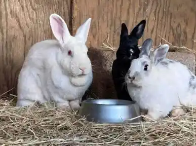 RwandaRabbit™Hub post