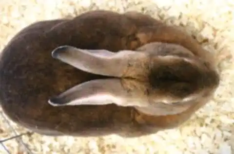 RwandaRabbit™Hub post