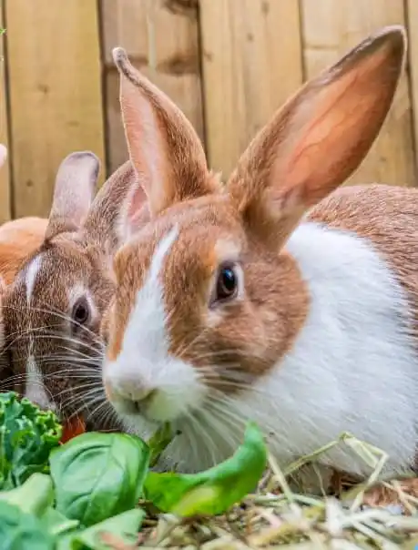 RwandaRabbit™Hub post