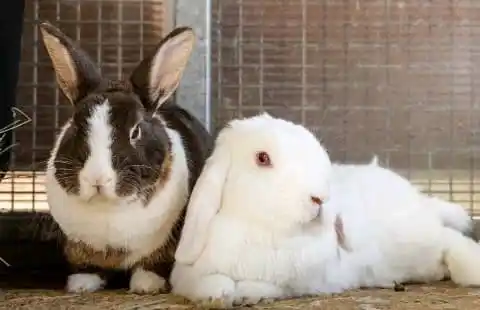 RwandaRabbit™Hub post