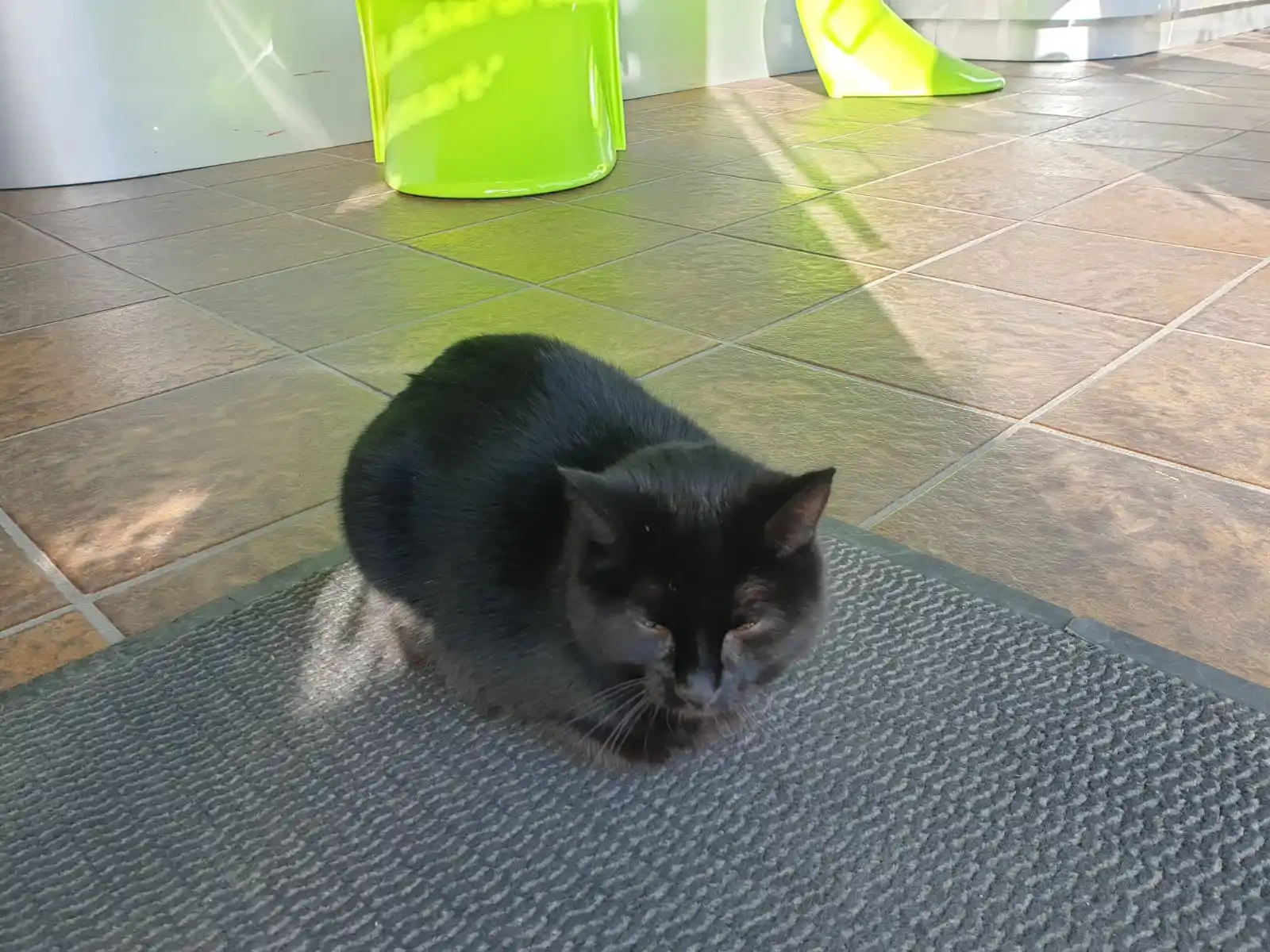 Image from Tierrettung Untermain News: 🆘❌kranke Streunerkatze, Hösbach: Eine Firma in Hösbach versorgt bere...