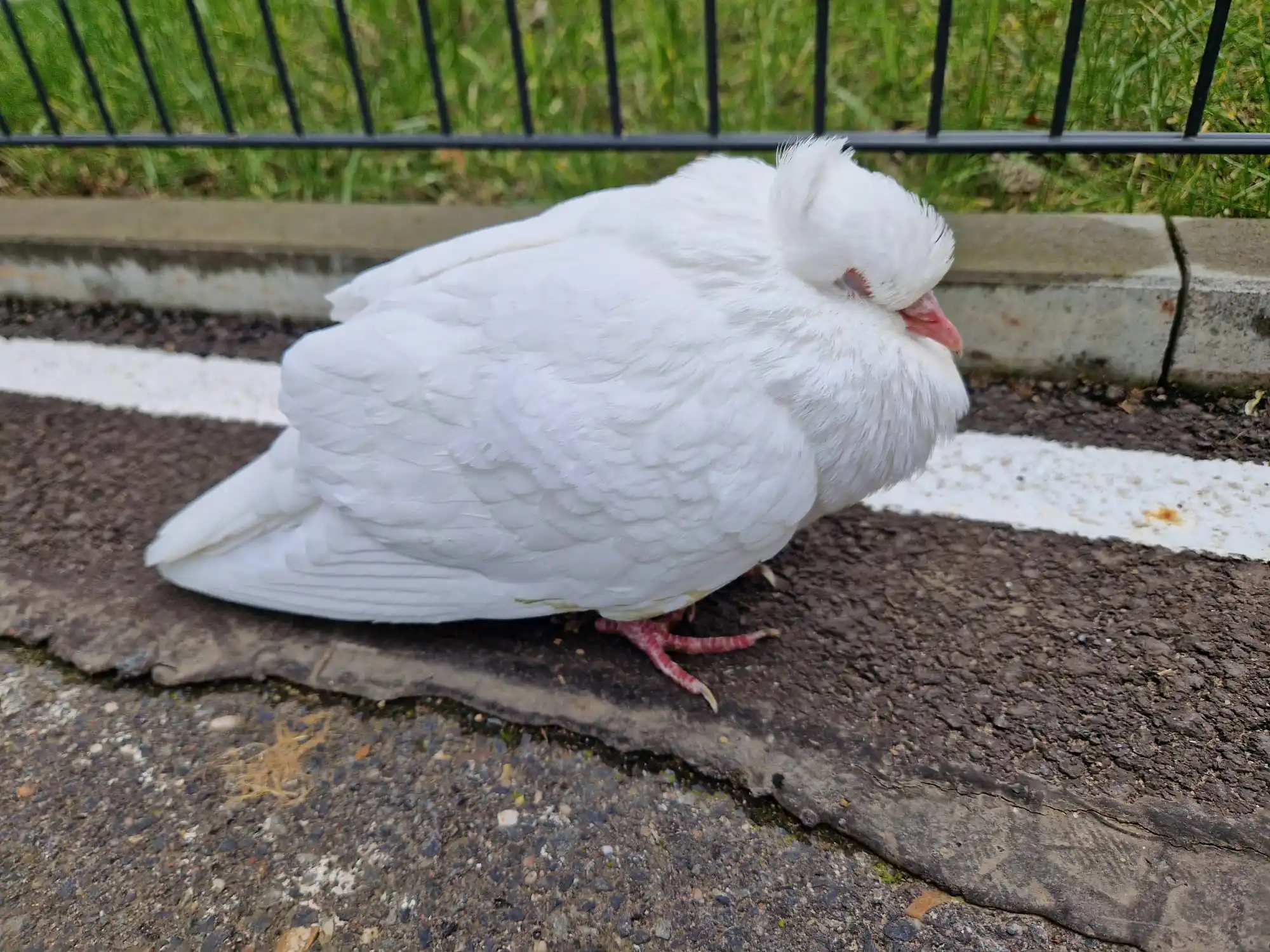Image from Tierrettung Untermain News: 🆘 Heute erneut eine Meldung wegen einer schwachen weissen Taube in As...