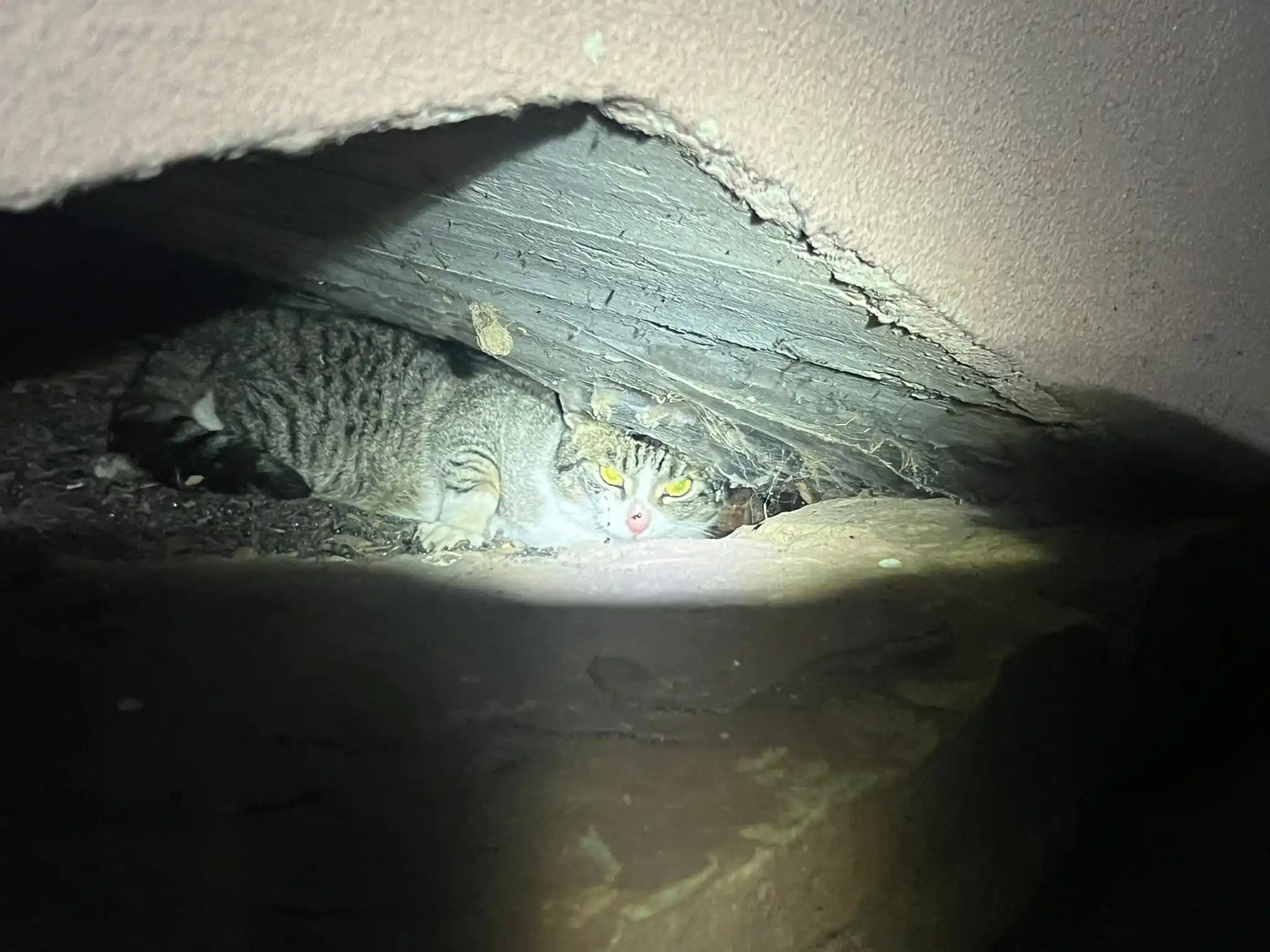 Image from Tierrettung Untermain News: ❌🆘 Angefahrene Katze, Straßbessenbach: Die Polizei kontaktierte uns...