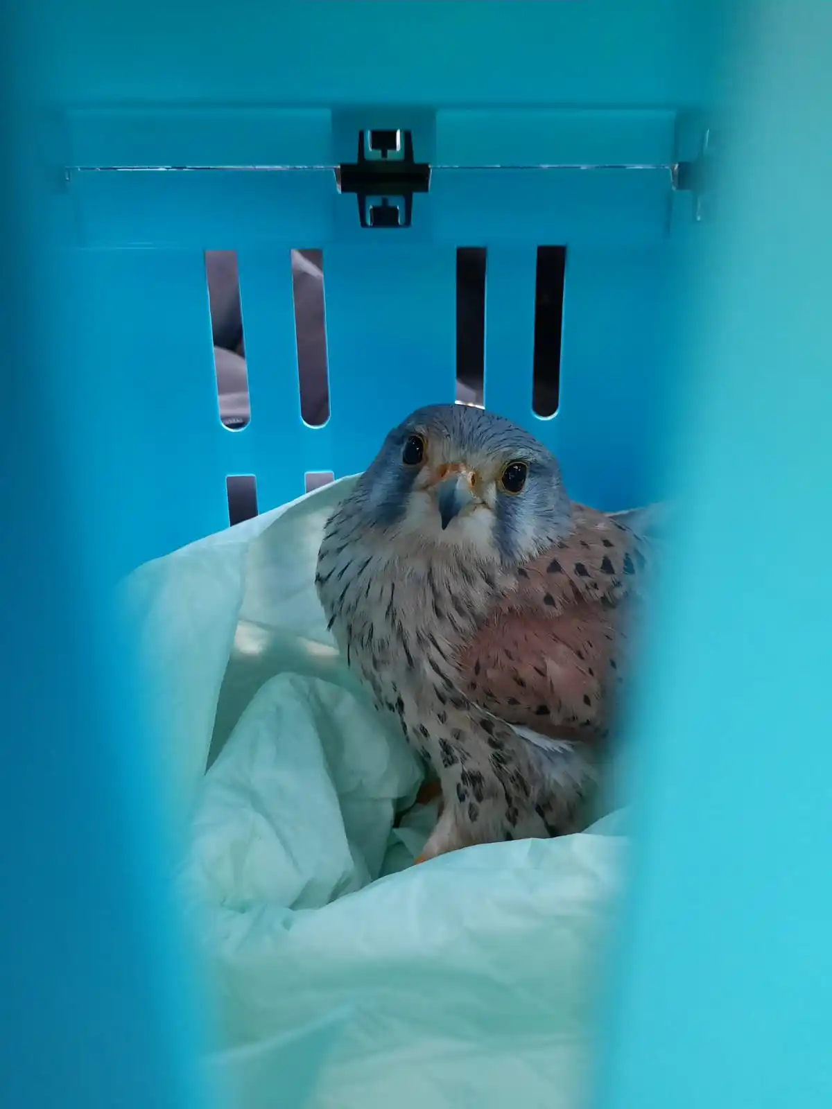 Tierrettung Untermain News post