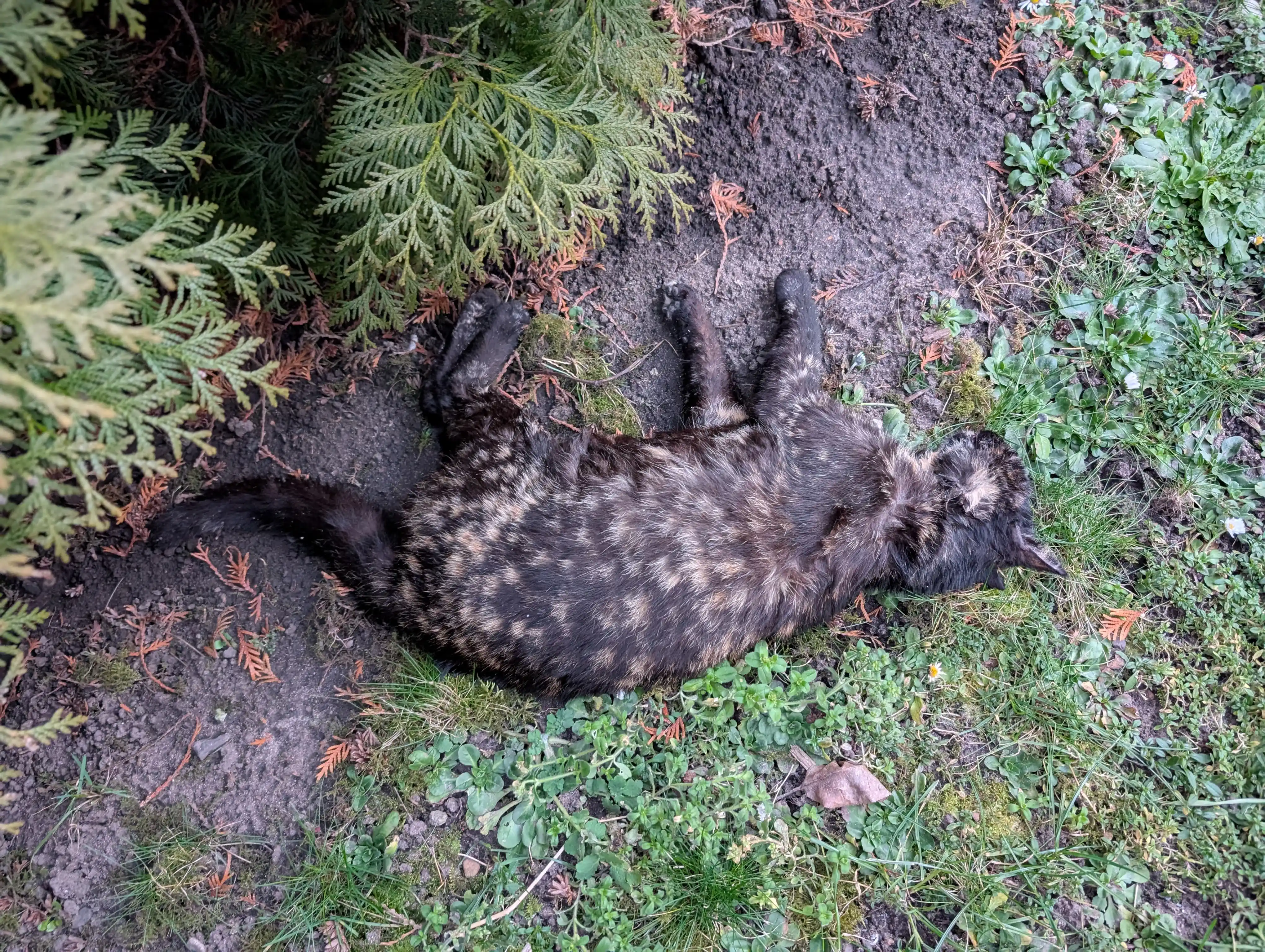 Tierrettung Untermain News post