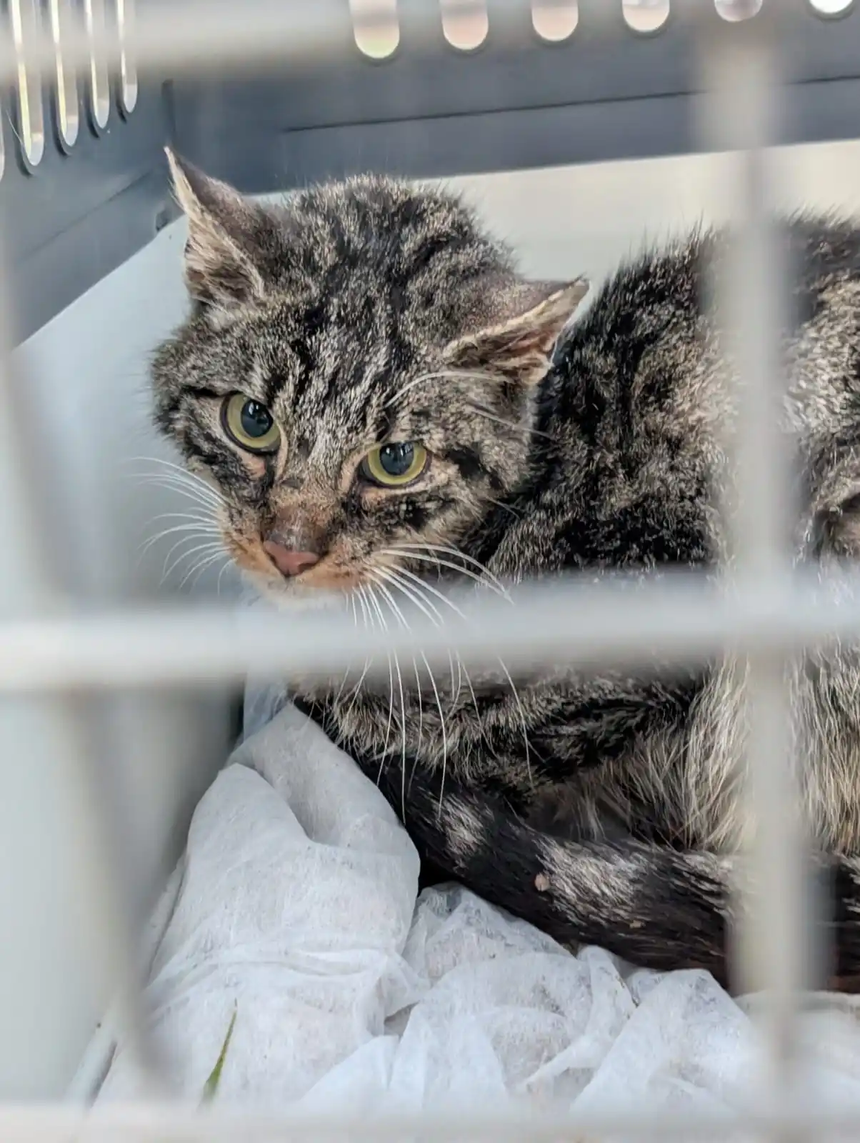 Tierrettung Untermain News post