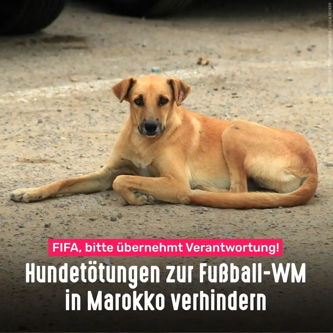 Tierschutzbund post