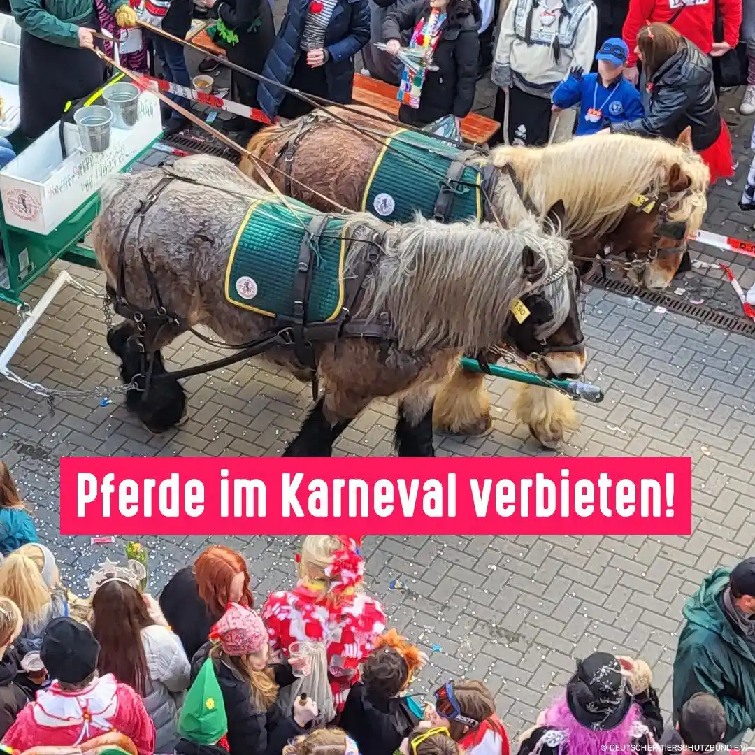 Tierschutzbund post