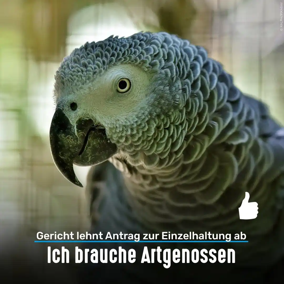 Tierschutzbund post