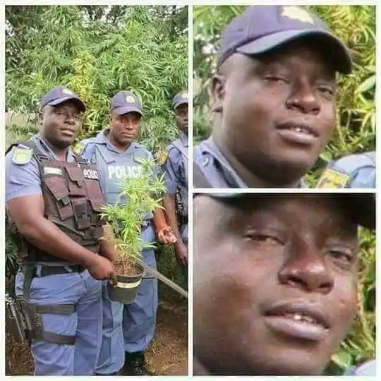 .🍃Weed Thoughts🍃. post