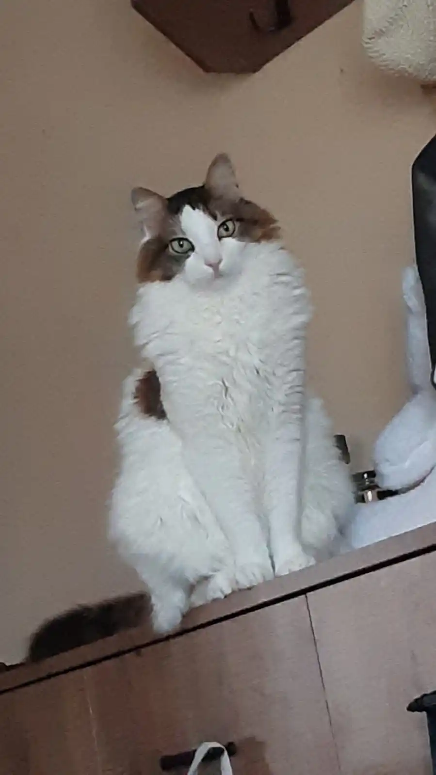 YAZARELLA VIP 🥂 post