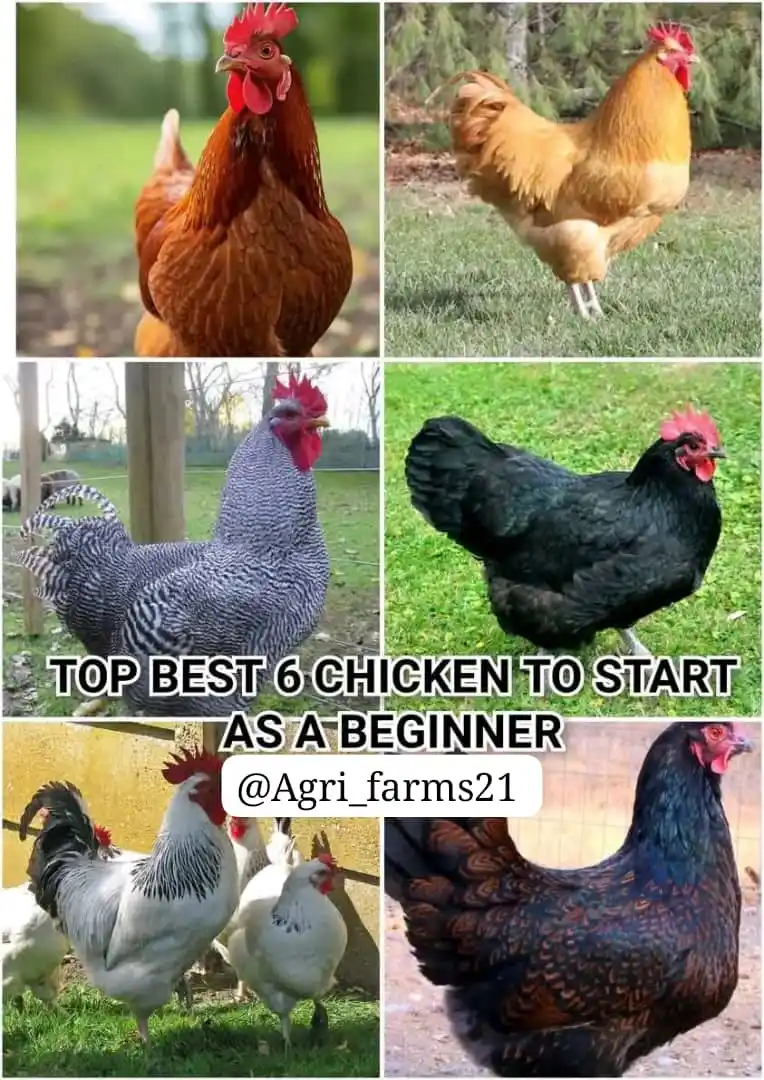 Image from AGRI_FARMS21: *Top and Best Chicken breeds for Beginners In Poultry Farming* 1. R...
