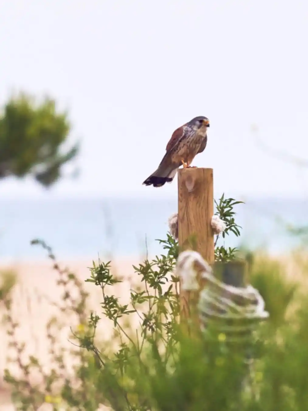 Image from Ajuntament Arenys de Mar: 🌊 Participa en la sessió per millorar les platges i el litoral d’Aren...