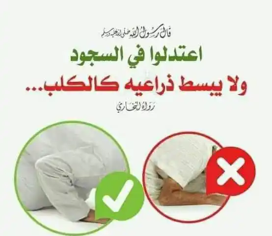 Image from بِـنـتُ ٱلـشَّـرِيـعَـة ̣؍𔘘ᣞ🦋♡゙ .: 🍃♥️سنن مهجورة🍃♥️  النهي عن بسط الذراعين في السجود، لأنه دليل الكسل، ...