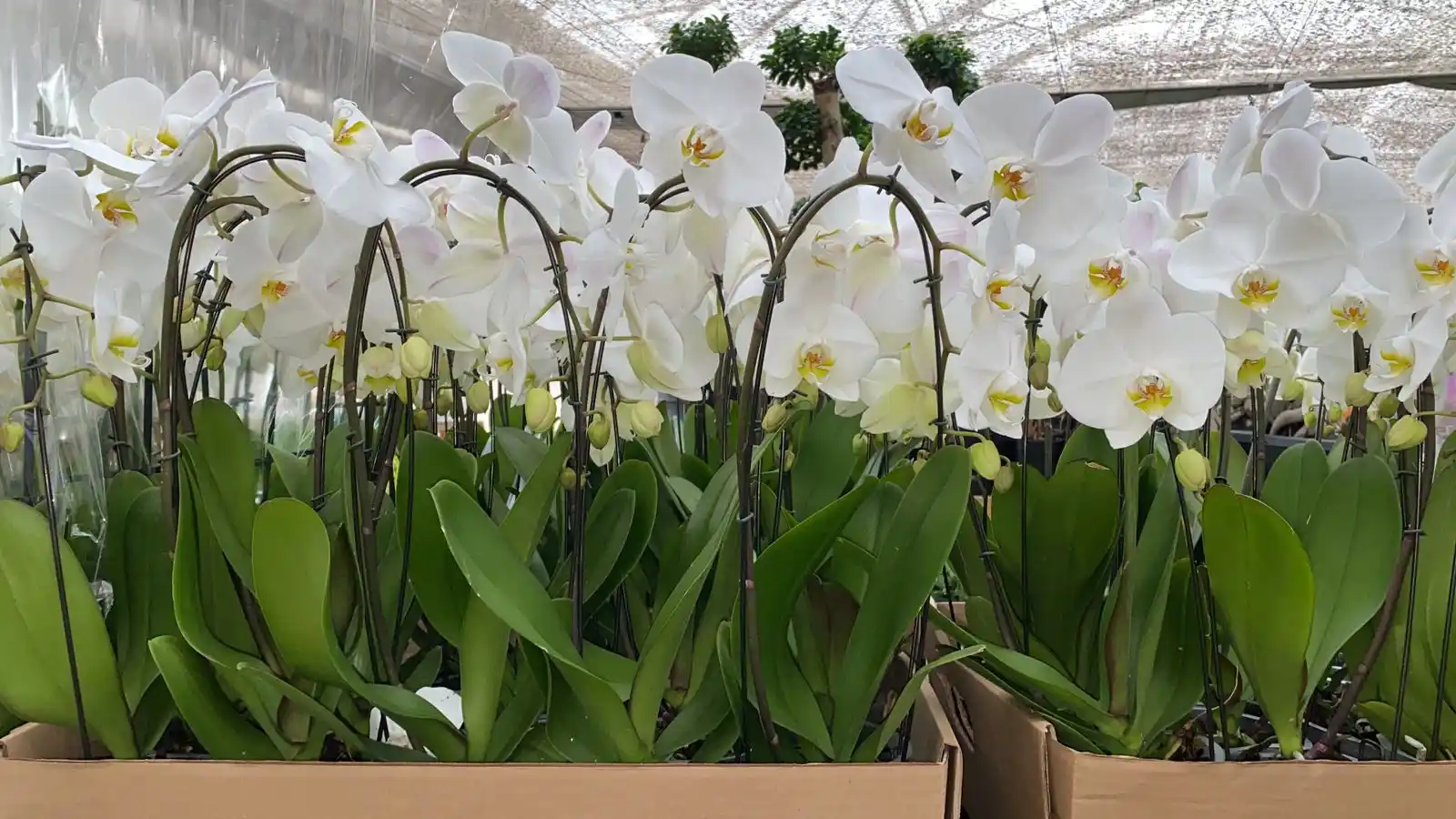 CVRS INTERNATIONAL FLORIST  post