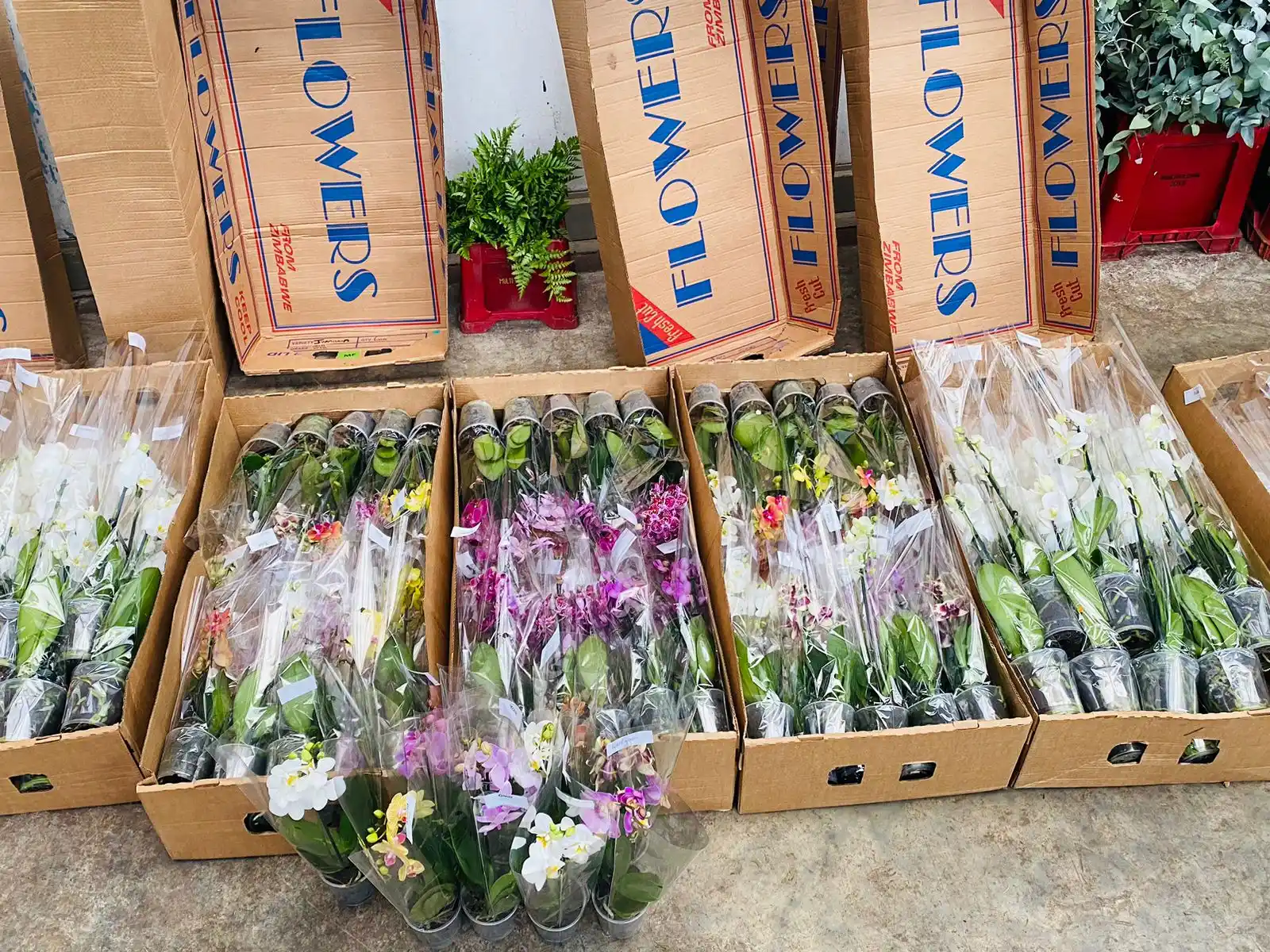 CVRS INTERNATIONAL FLORIST  post