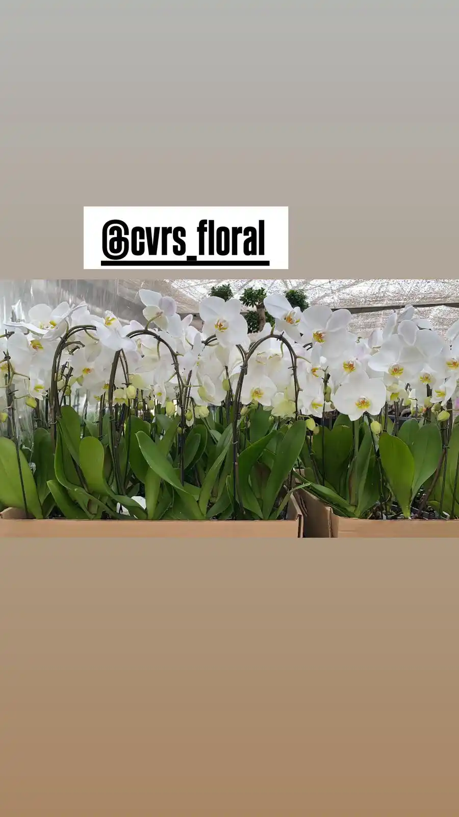 CVRS INTERNATIONAL FLORIST  post