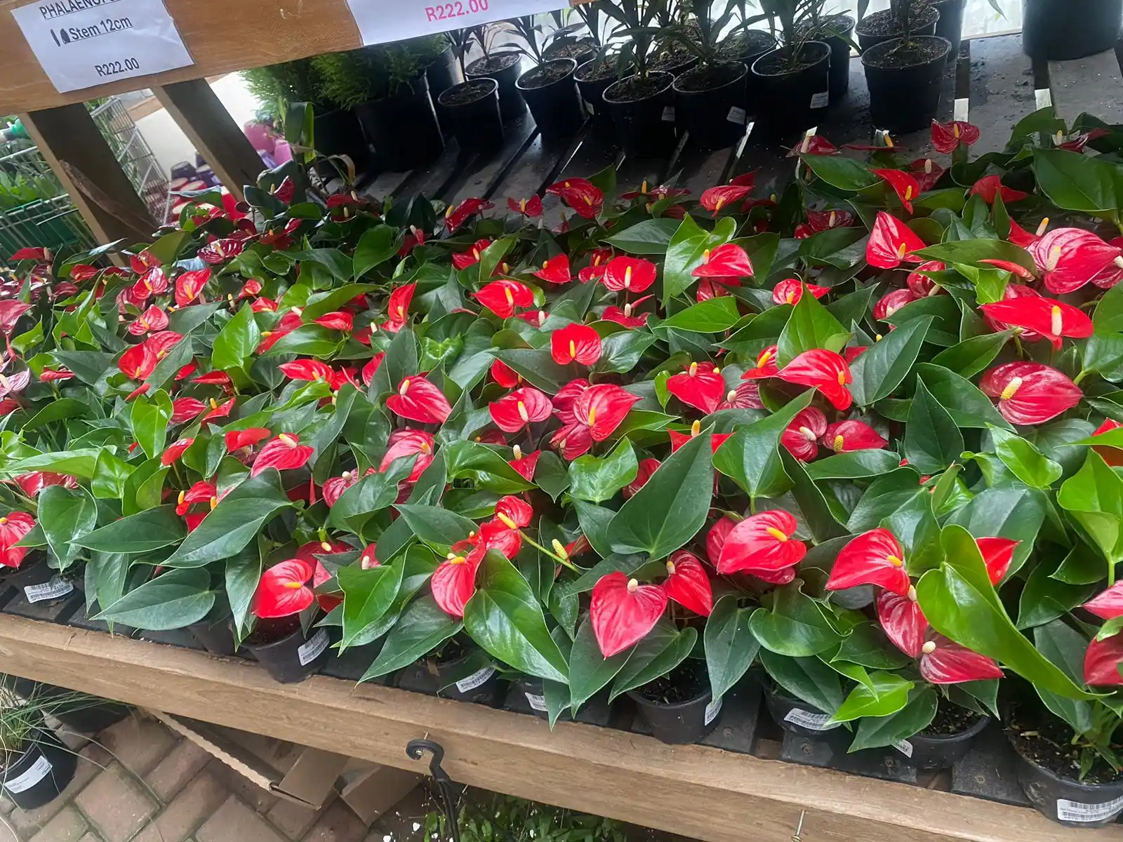 CVRS INTERNATIONAL FLORIST  post