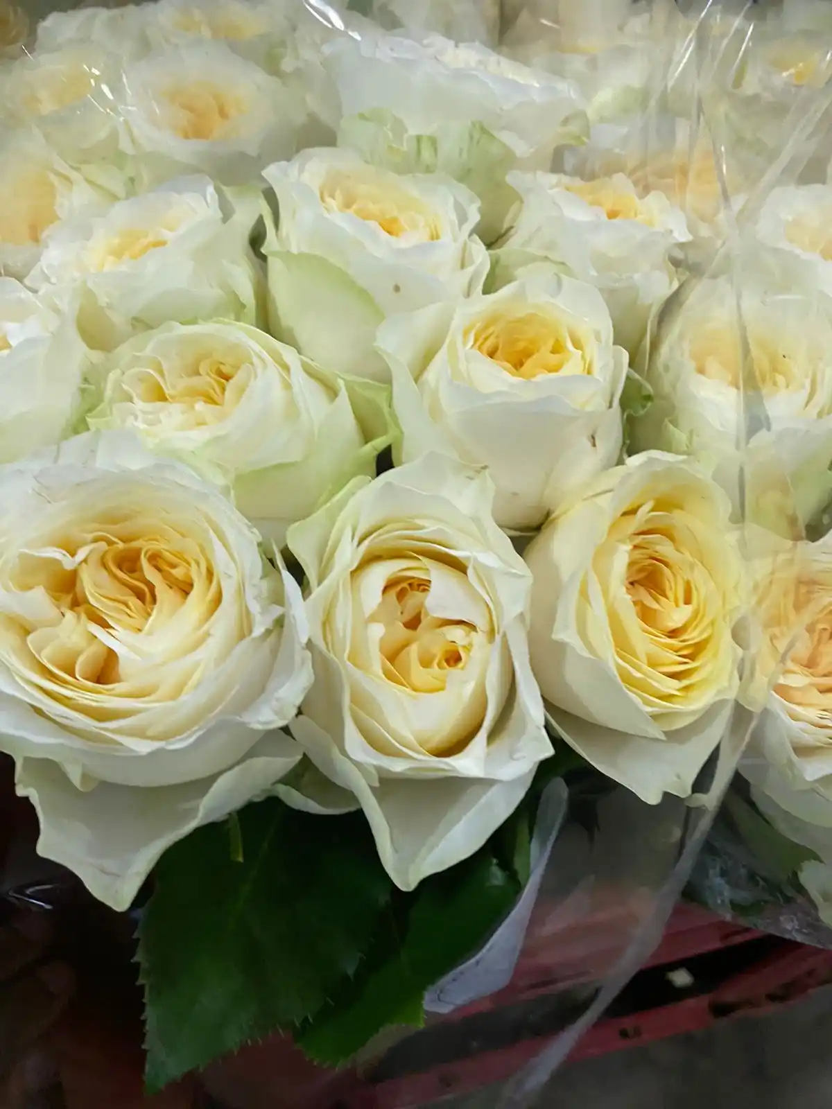 CVRS INTERNATIONAL FLORIST  post