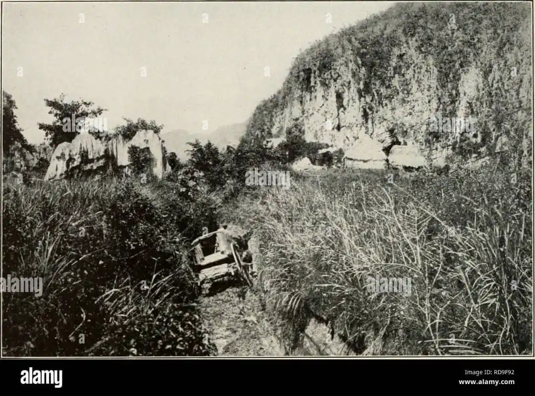 El Viejo Pinar y más 📜 post