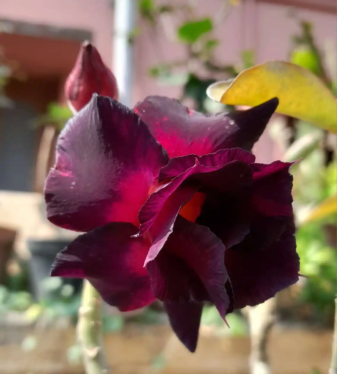 Image from Flowers @Eternity200815: Adenium...