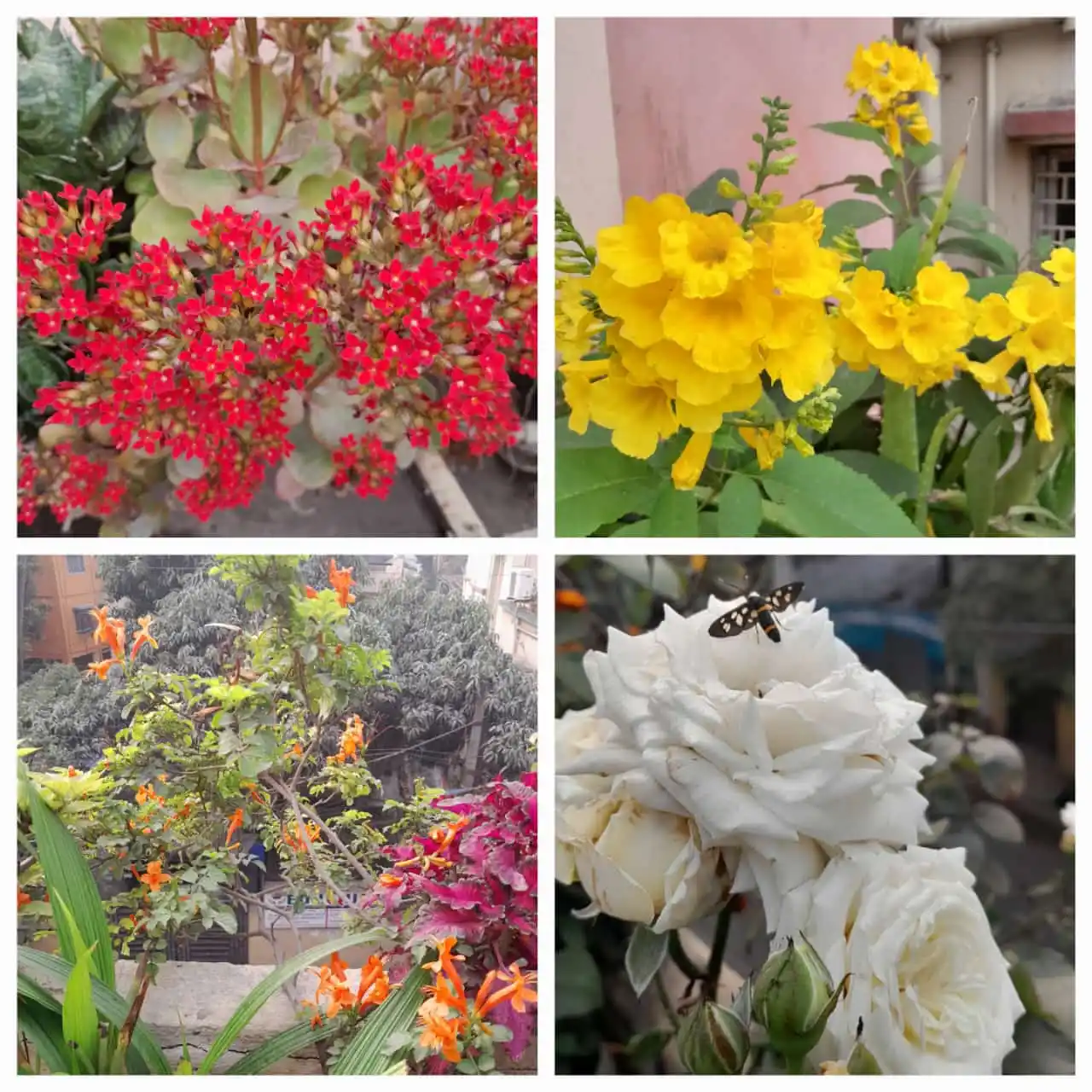 Flowers @Eternity200815 post