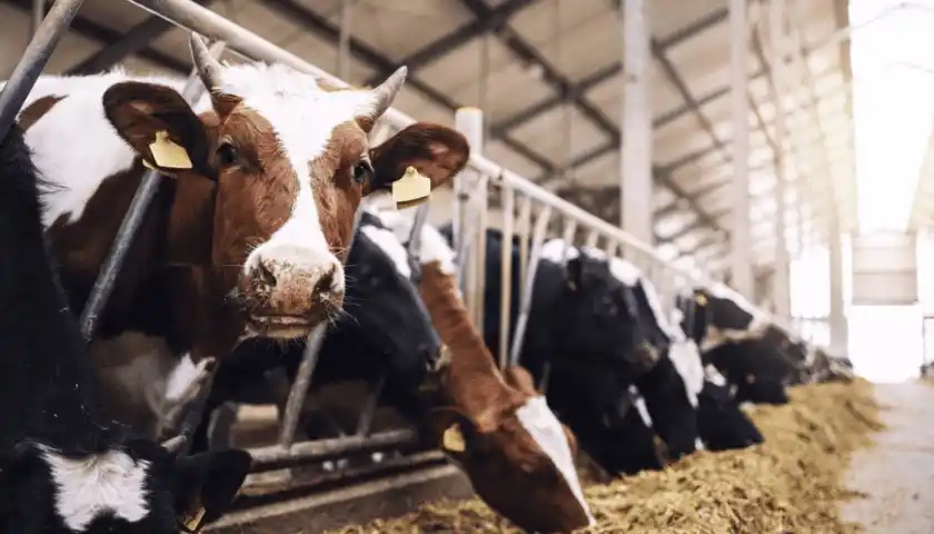 Food Industry Connect by FW Africa post