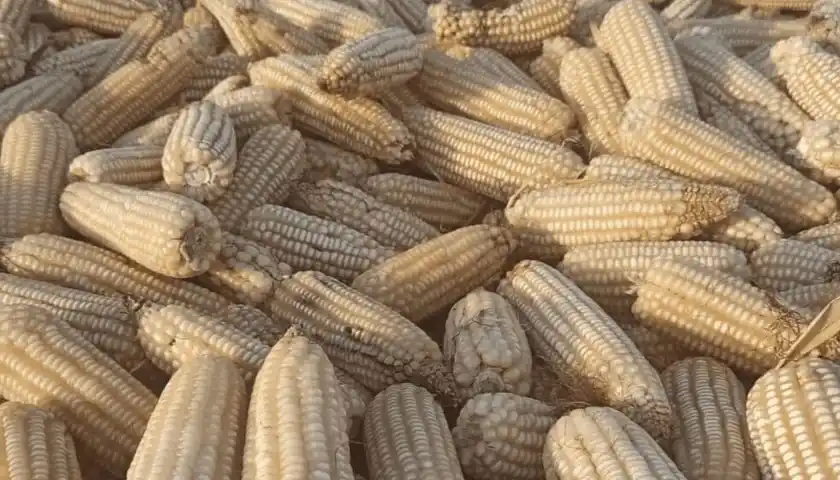 Food Industry Connect by FW Africa post